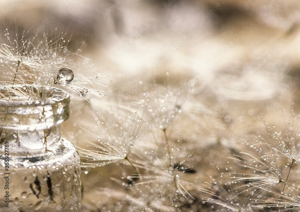 dandelion fluff with drops of water in a transparent jar dandelion fluff with drops of water in a transparent jar