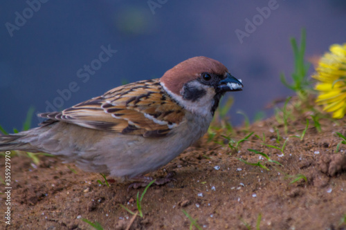 beautiful sparrow jumping in search of food