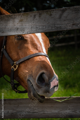 A  majestic chestnut brown and white horse puts his face through the fence to say hello to passing hikers.  Horse chewing on grass behind a wooden fence at a stud farm in wiltshire, UK © Victoria_Hunter