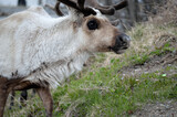 reindeer grazing and feeding on green grass closeup
