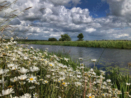 Daisy. Daisies. Flowers. Oude Vaart Havelte. Drenthe Netherlands photo