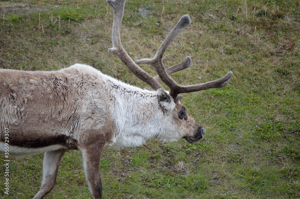 reindeer grazing and feeding on green grass closeup reindeer grazing and feeding on green grass closeup