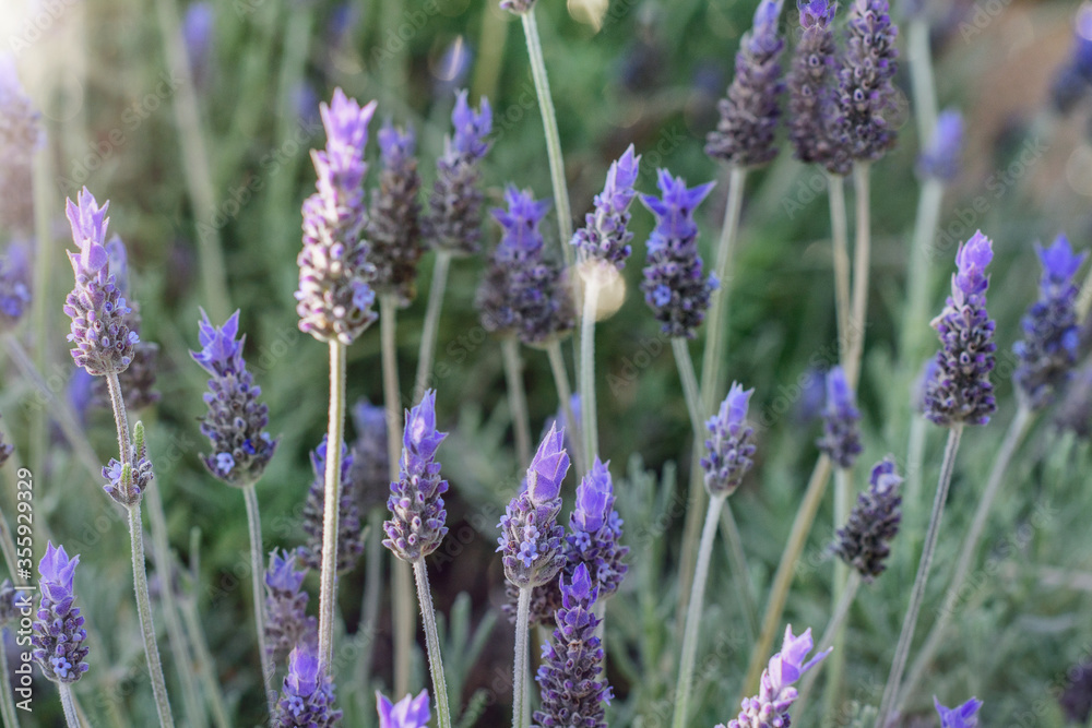 Obraz premium Beautiful lavender flowers background closeup. Springtime, gardening concept.