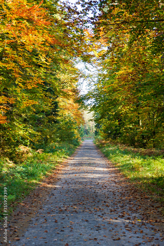 Fototapeta premium Autumn in forest among small rocks