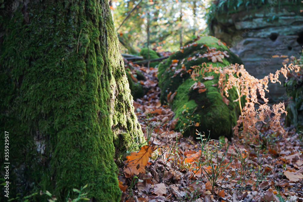 Fototapeta premium Autumn in forest among small rocks