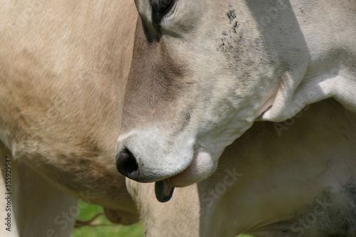 Artistic snapshot: light brown female cow sticking out her tongue