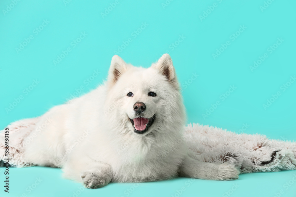 Cute samoyed dog with plaid on color background