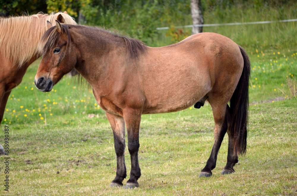 beautiful light brown horses on green lush summer pasture beautiful light brown horses on green lush summer pasture