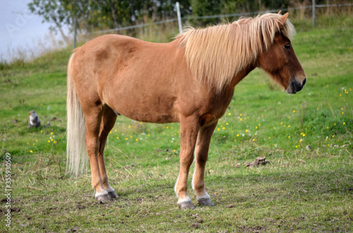 beautiful light brown horses on green lush summer pasture