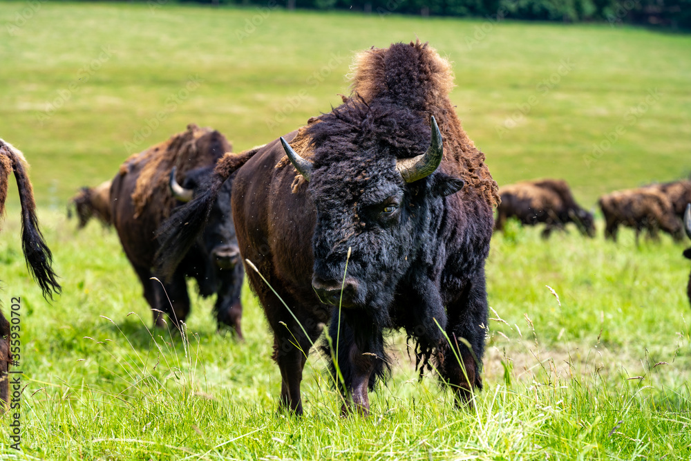 Fototapeta premium Bisons, Wisente auf der Weide.