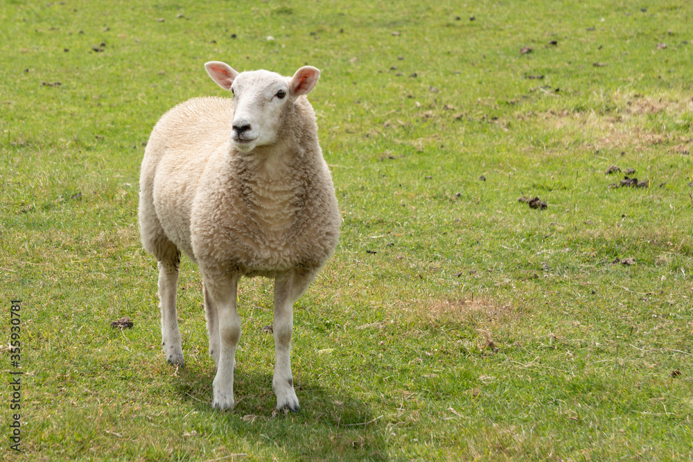 A cute young white woolly sheep standing in a field of short green grass with space to the right side in the frame. A cute young white woolly sheep standing in a field of short green grass with space to the right side in the frame.