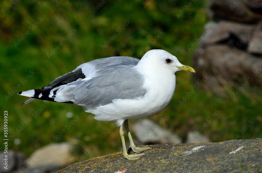 seagull posing on big seashore boulder seagull posing on big seashore boulder
