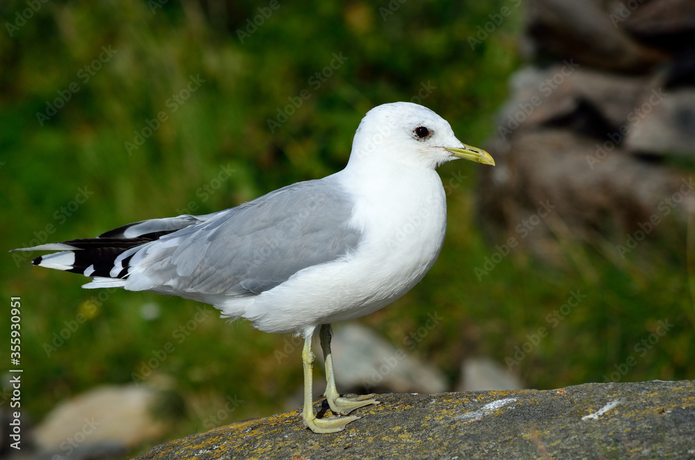 seagull posing on big seashore boulder seagull posing on big seashore boulder