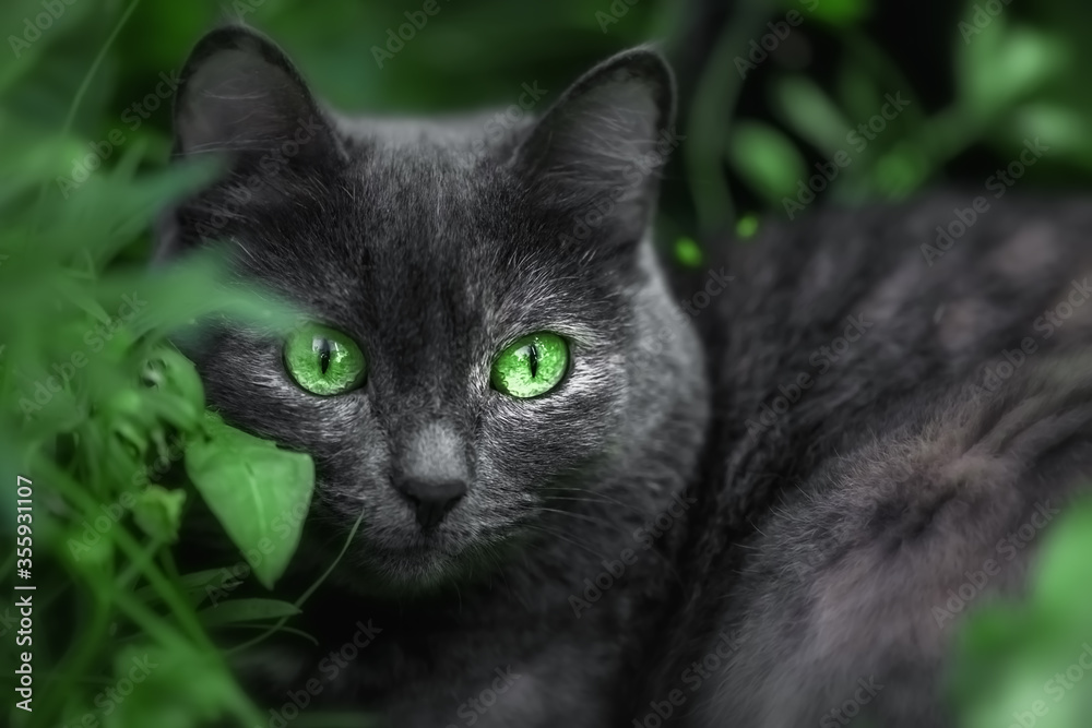Beautiful cat with bright green eyes in the grass