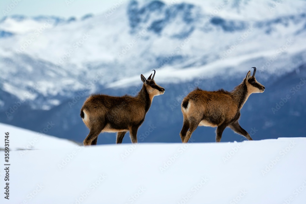 Chamois in the snow on the peaks of the National Park Picos de Europa in Spain. Chamois in the snow on the peaks of the National Park Picos de Europa in Spain.