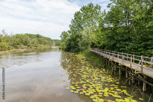 Acarlar Flood plain Forest (Turkish: Acarlar Golu Longozu) is a floodplain forest located in Sakarya Province, Turkey. photo