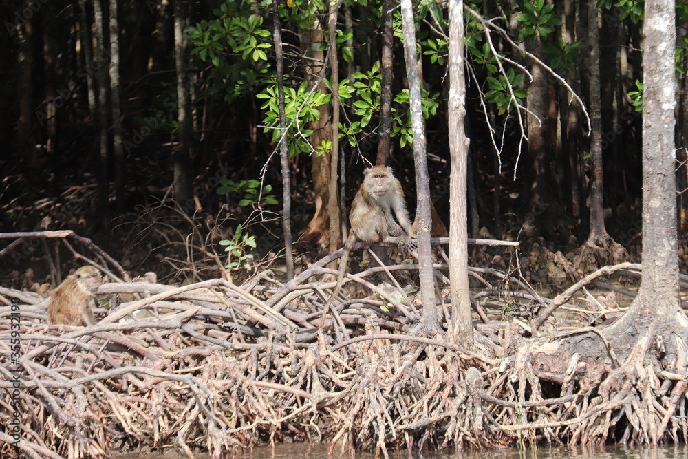 Singes de mangrove à Kho Lanta, Thaïlande Singes de mangrove à Kho Lanta, Thaïlande