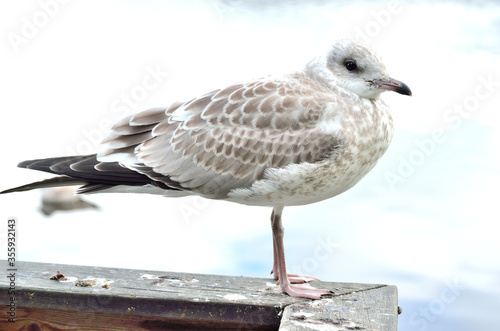 beautiful seagull closeup profile © Arcticphotoworks