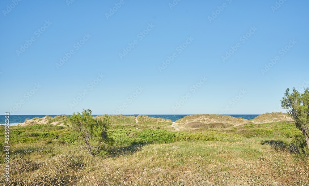 Fototapeta premium Flora dune landscape with the sea in the background on a summer day