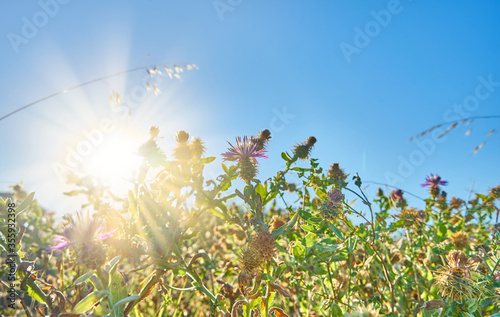 Centaurea seridis plants with flowers with the sun's rays entering between the plants
