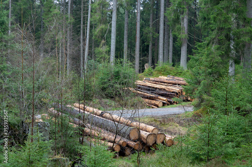Stacked timber lying in Swedish forests.