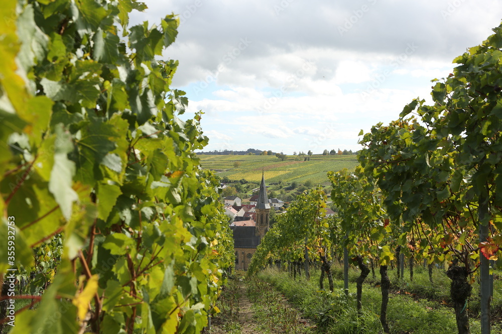 Fototapeta premium Vineyard rhine valley palatine nice weather bule sky beautiful colors