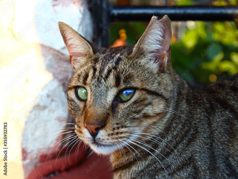 Portrait of brown frowning striped cat. Beautiful homeless street cat Portrait of brown frowning striped cat. Beautiful homeless street cat