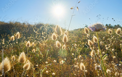 Landscape of spikey plants at sunset