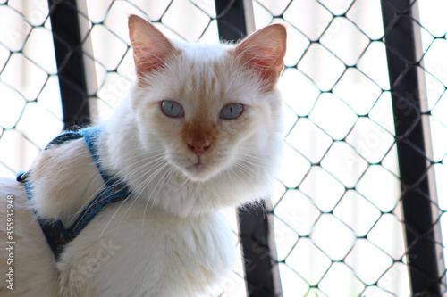 Gato do olho azul, cat eye blue