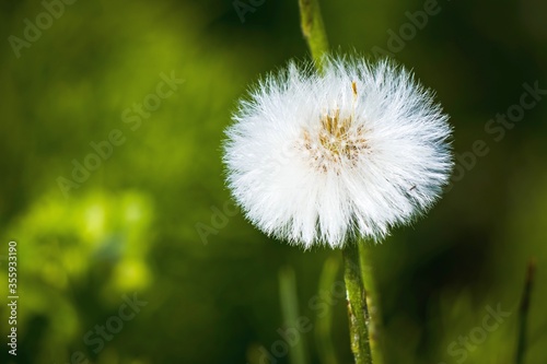 White dandelion on a defocused green natural background