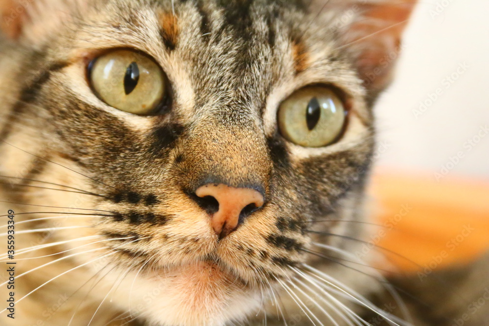 Dramatic look of my pet Dramatic look of my pet