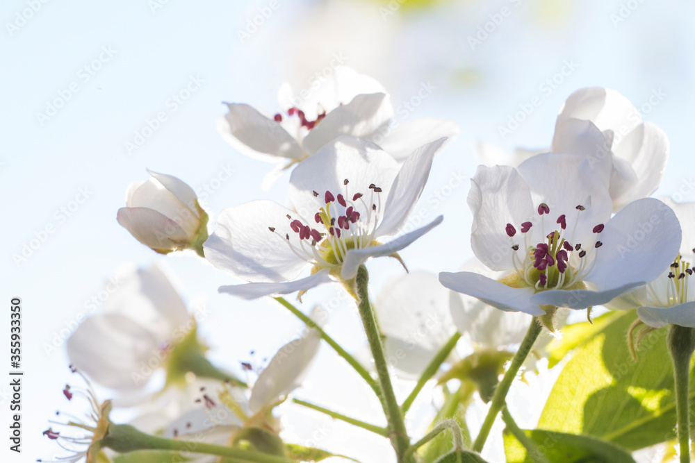 Fototapeta premium pear tree flowers
