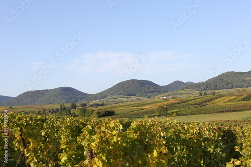 Vineyard rhine valley palatine nice weather bule sky beautiful colors