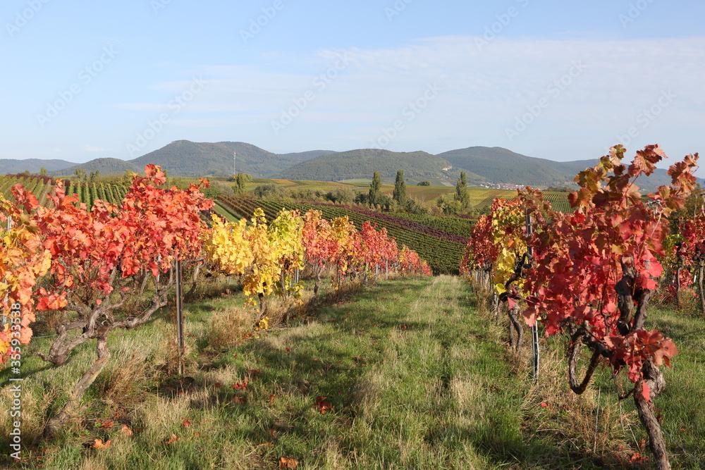 Vineyard rhine valley palatine nice weather bule sky beautiful colors