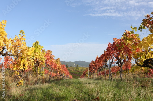 Vineyard rhine valley palatine nice weather bule sky beautiful colors