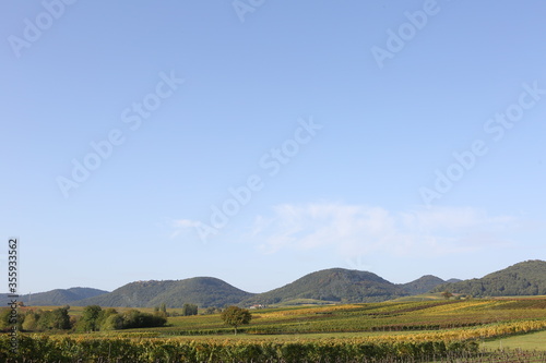 Canvas Print Vineyard rhine valley palatine nice weather bule sky beautiful colors