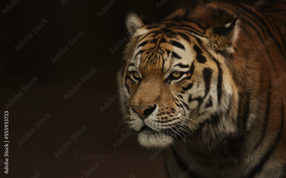 Fototapeta premium Amurtiger