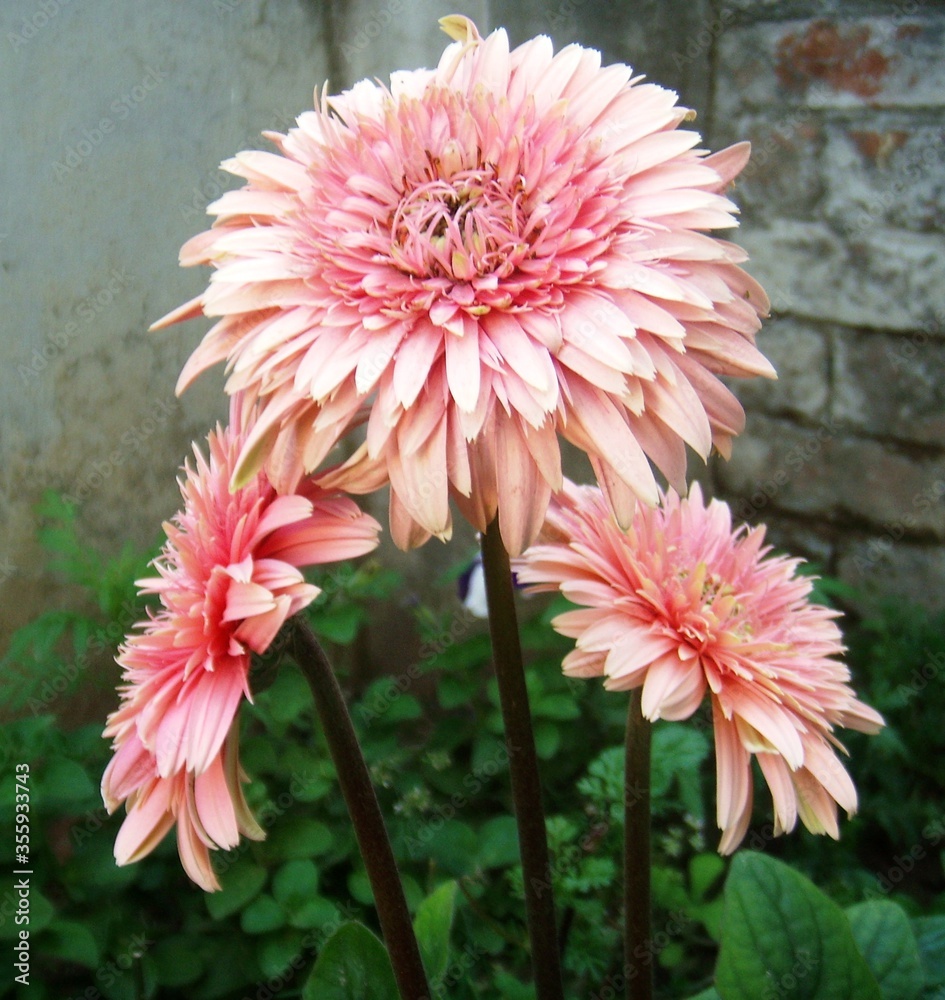 closeup of pink gerbera flowers closeup of pink gerbera flowers