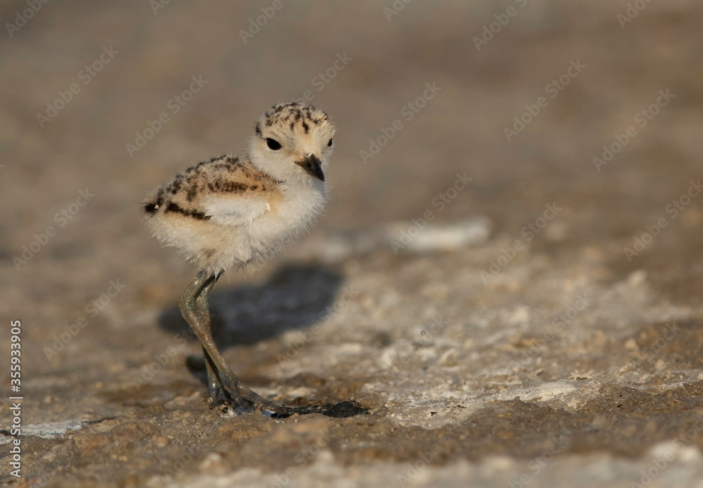 Kentish Plover chick at Asker marsh, Bahrain