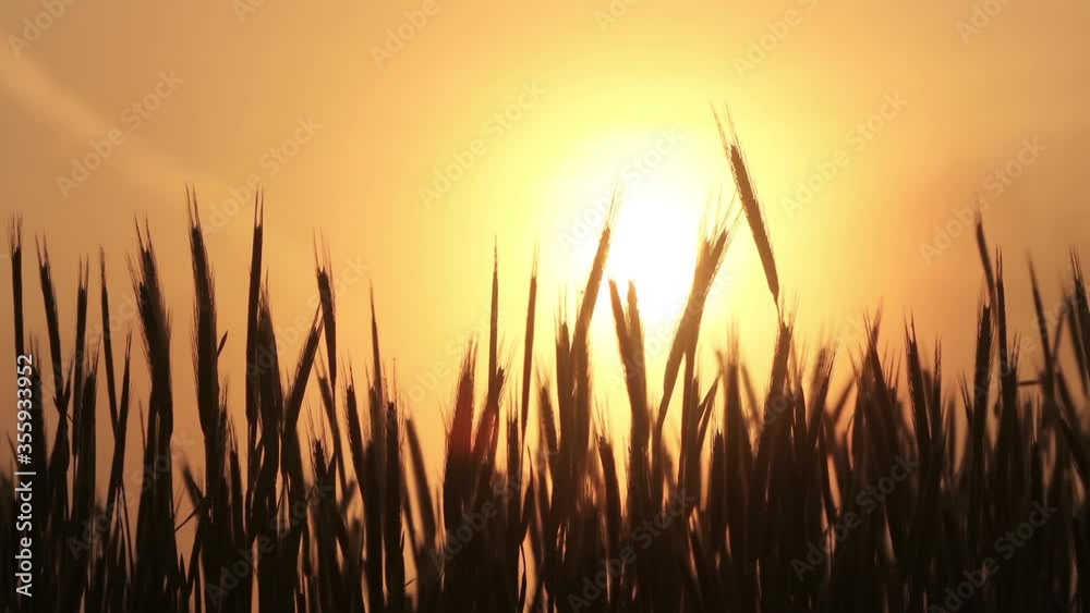 cereal field at spring in the morning, sunrise, timelapse
cereal field at spring in the morning, sunrise, timelapse