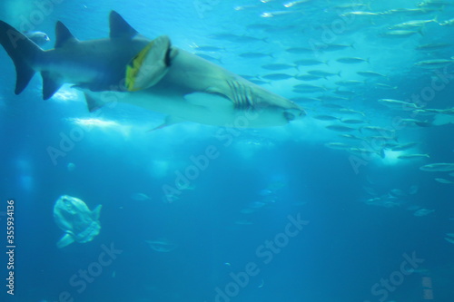 Fototapeta Naklejka Na Ścianę i Meble -  Underwater Aquarium