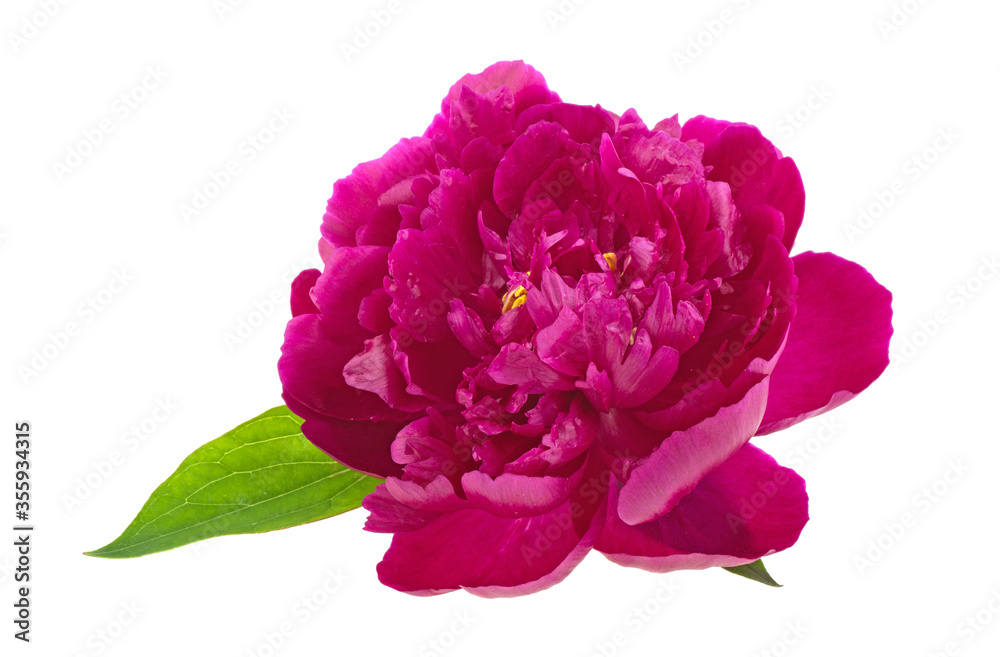 Peony flower on a white background, isolated. Peony flower on a white background, isolated.