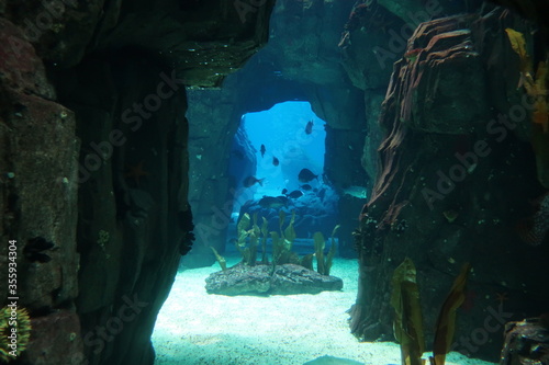 Fish in underwater cave