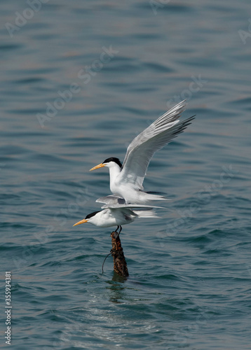 Lesser Crested Terns mating at Busaiteen coast  Bahrain