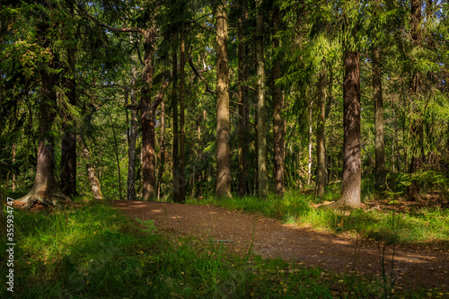 Path through a Swedish forest lined with fur trees with a blurred background on a sunny summer day  Stockholm Sweden