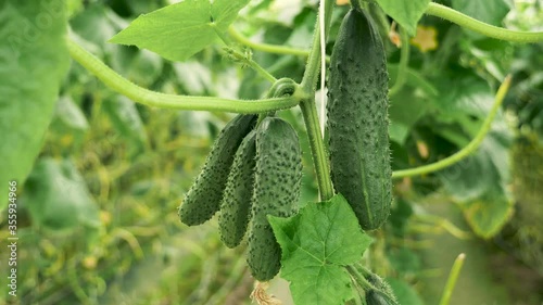 The ripened cucumbers grow in a greenhouse. young green bushes with cucumbers. The growth and blooming of greenhouse cucumbers. Cucumbers vertical planting.