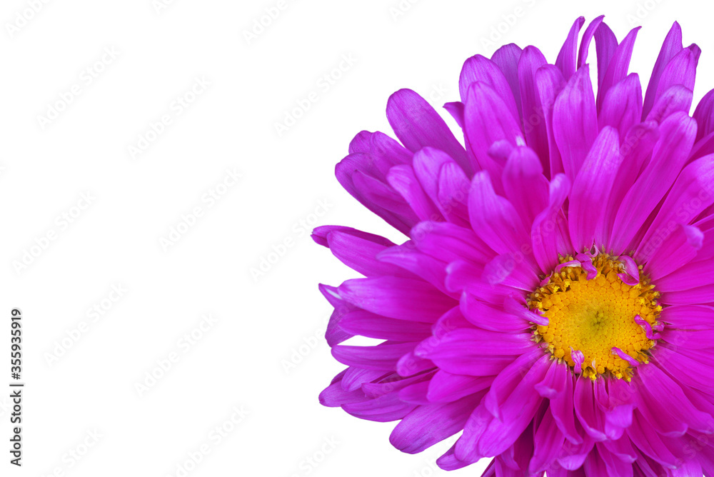 Part of a flower on a white background for designers.