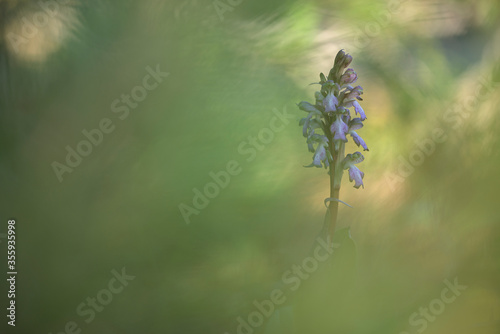 Orquídea silvestre  Barlia Robertiana, Himantoglossum robertianum, con fondo desenfocado y creativo. photo