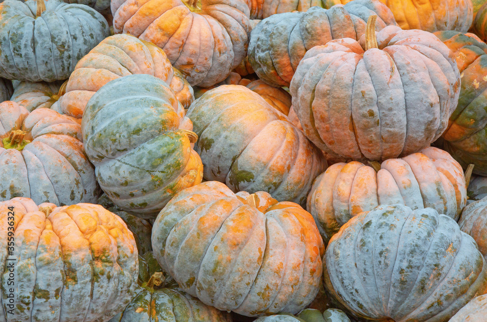 Colorful pumpkins Colorful pumpkins