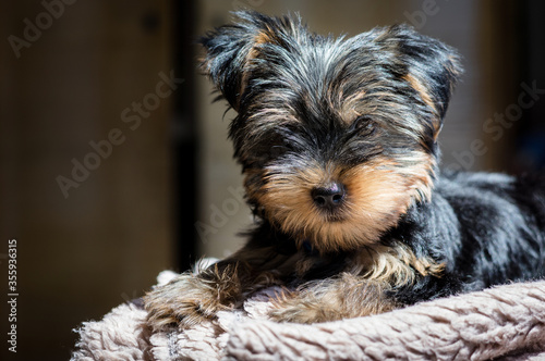 Yorkshire Terrier puppet lying on the fur